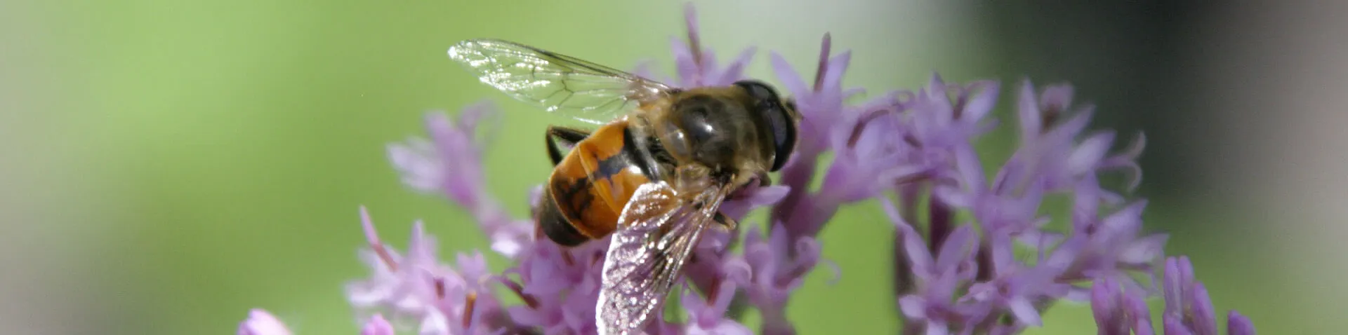 Nahaufnahme von einer Biene auf einer Pflanze