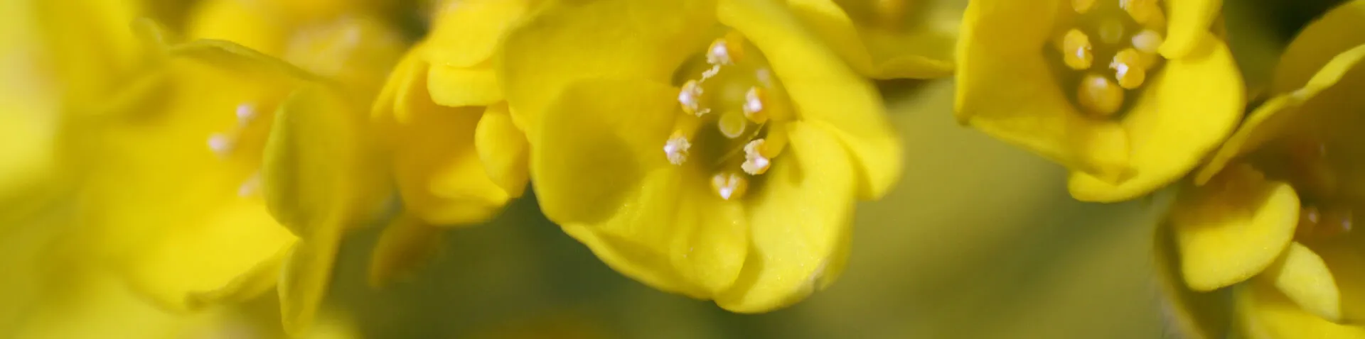 Gelbe Raps Blüten
