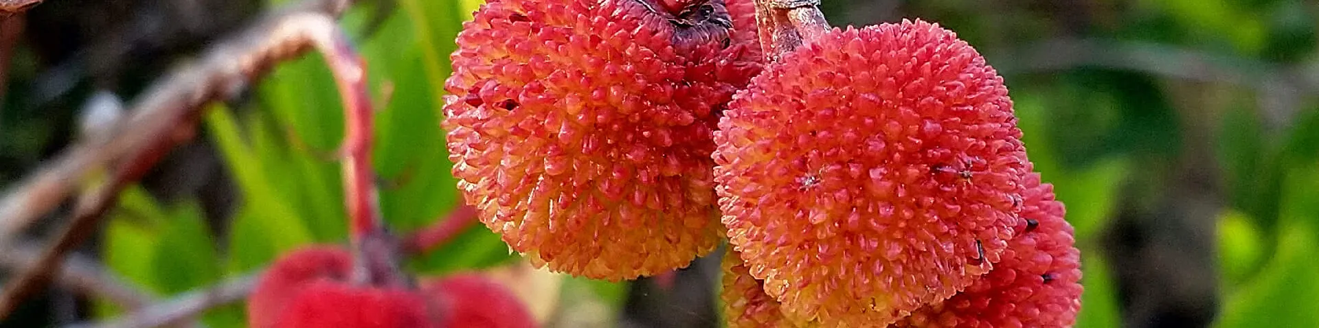Erdbeerbaum mit roten Erdbeeren