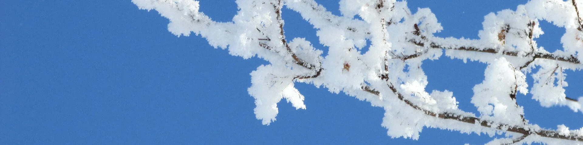 Gefrorener Ast mit blauem Himmel im Hintergrund
