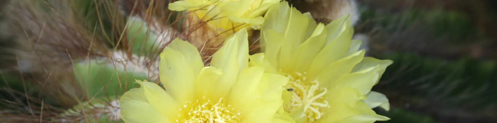 Kaktus mit gelben Blüten