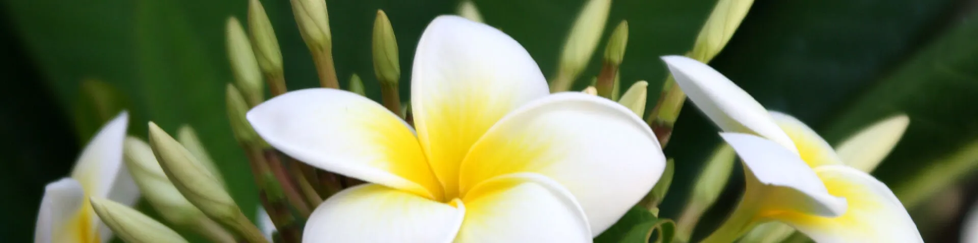 Plumeria Pflanze in weiß