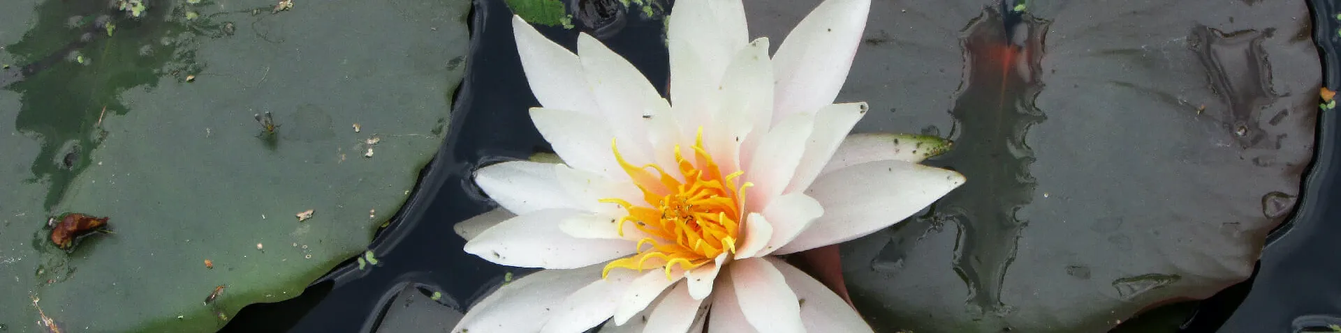 Weiße Seerose