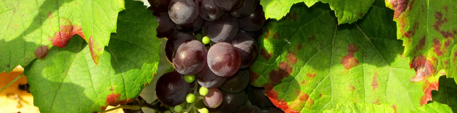Weinrebe