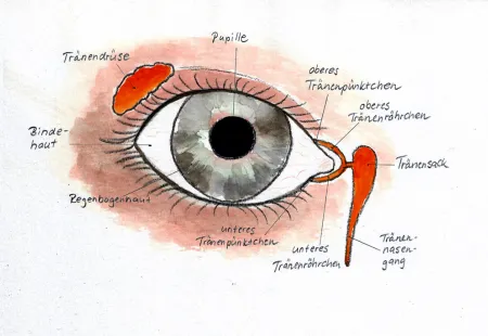 Auge mit Beschriftung